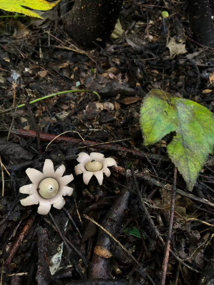 面包车旅行 | 乡村树林和植物的采集·野餐