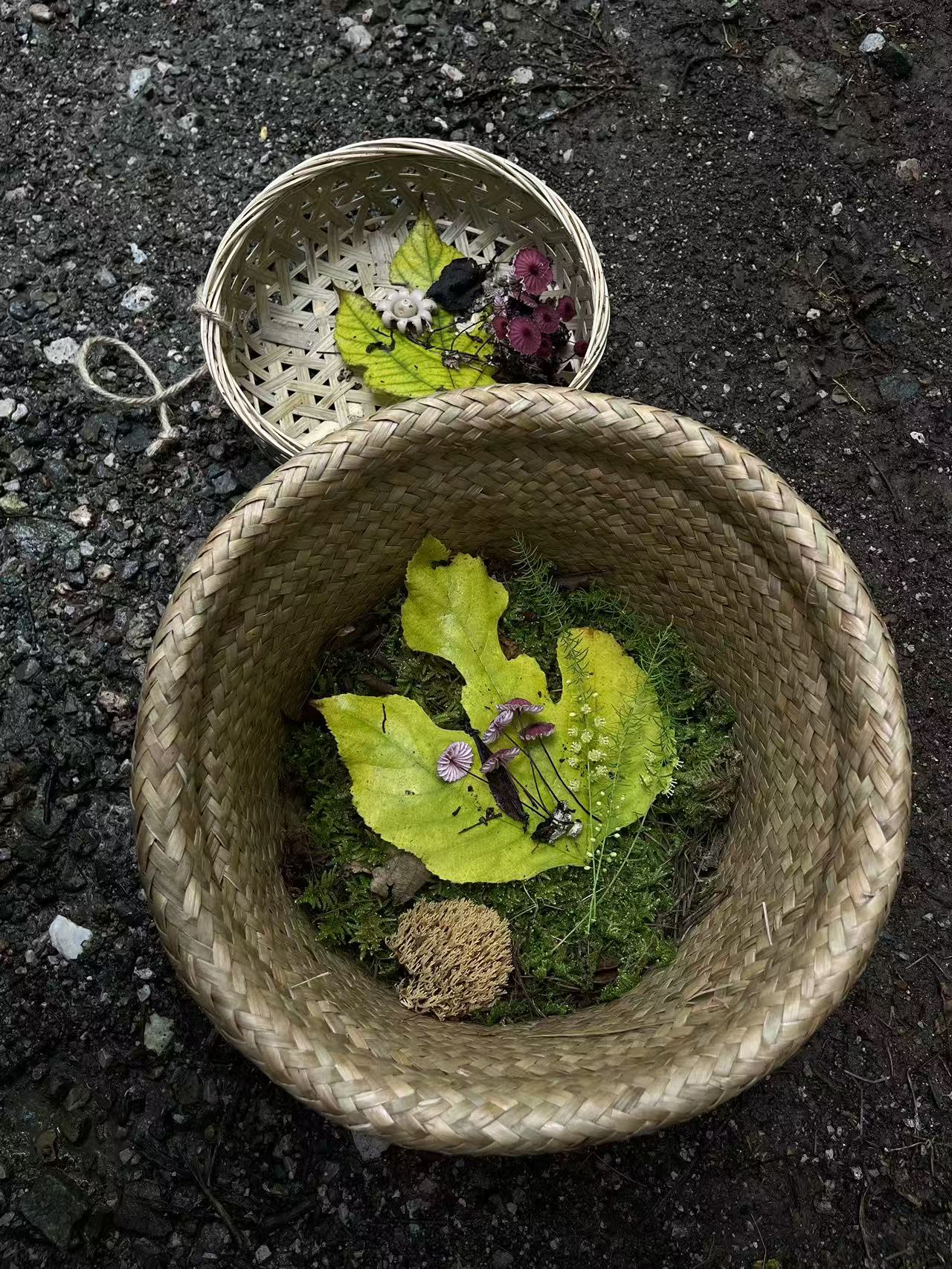 面包车旅行 | 乡村树林和植物的采集·野餐