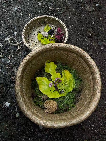 面包车旅行 | 乡村树林和植物的采集·野餐
