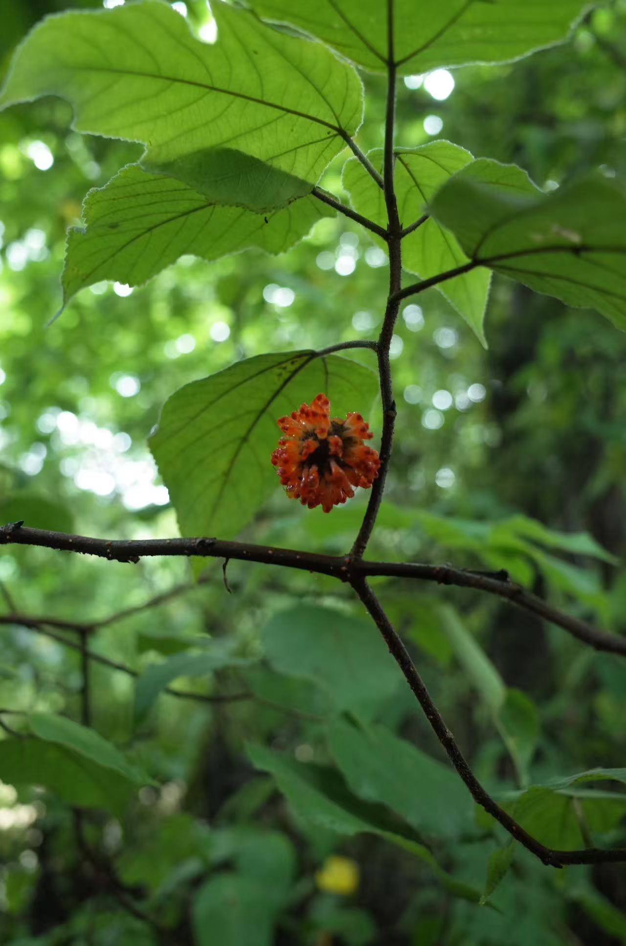 面包车旅行 | 乡村树林和植物的采集·野餐