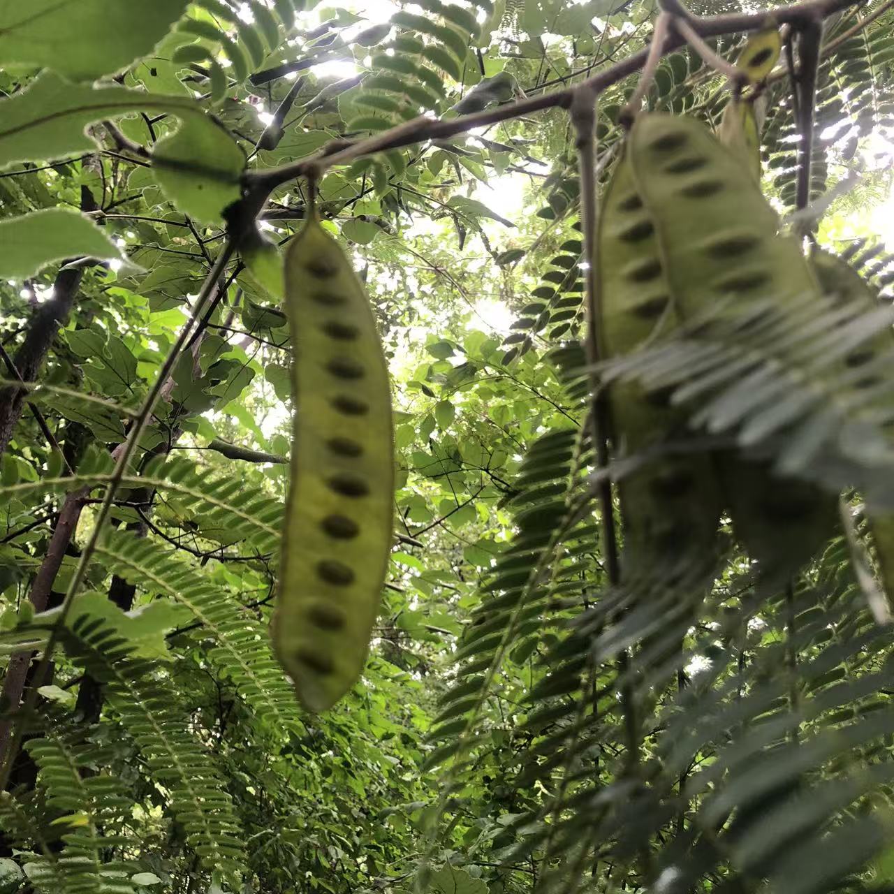 面包车旅行 | 乡村树林和植物的采集·野餐