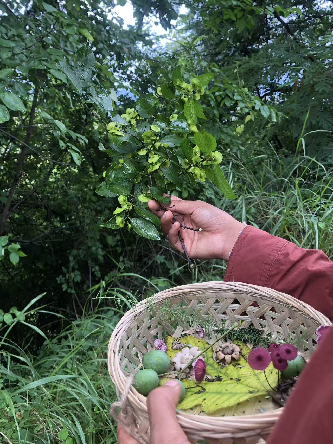 面包车旅行 | 乡村树林和植物的采集·野餐