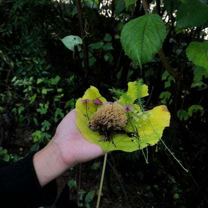 面包车旅行 | 乡村树林和植物的采集·野餐
