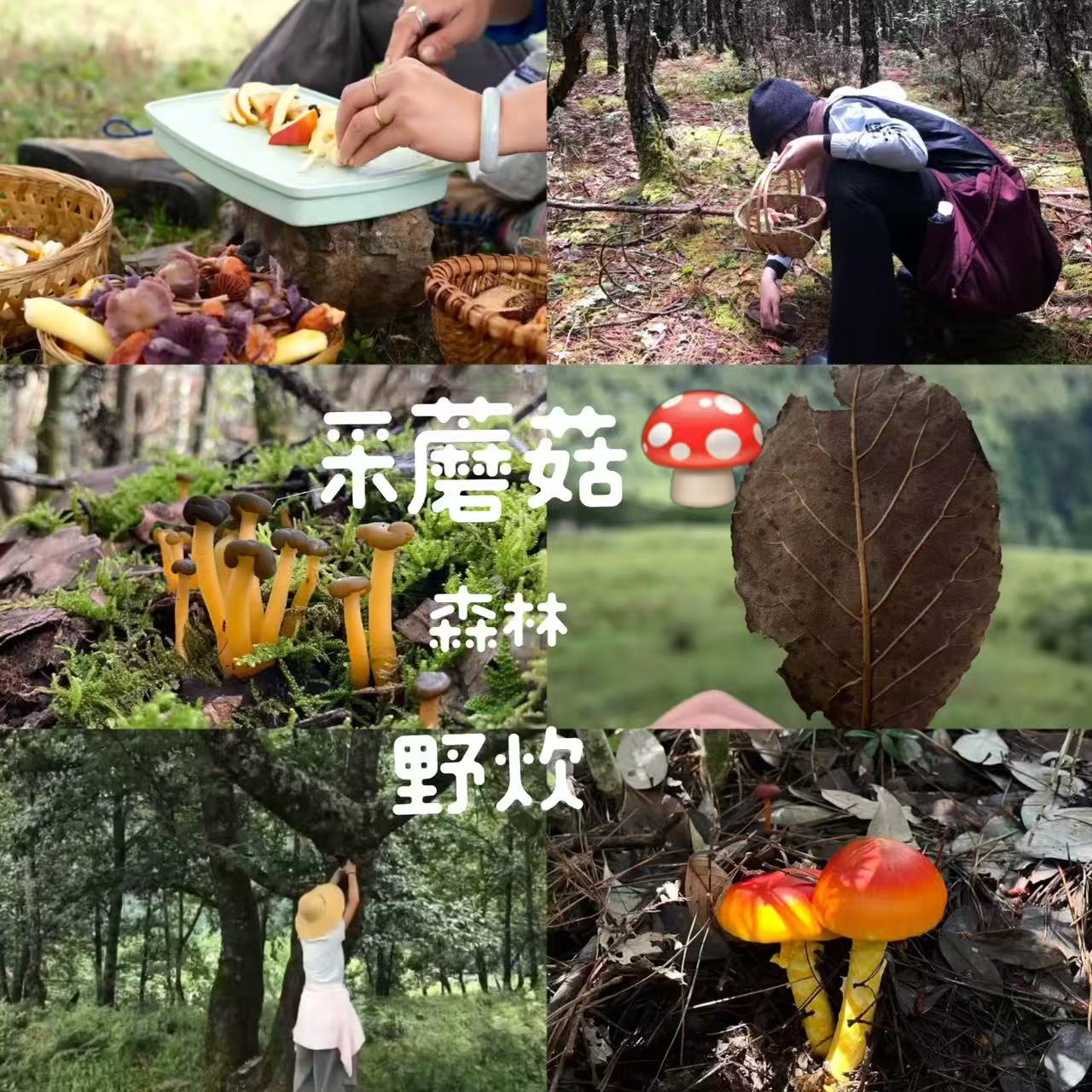 采蘑菇｜森林｜过家家