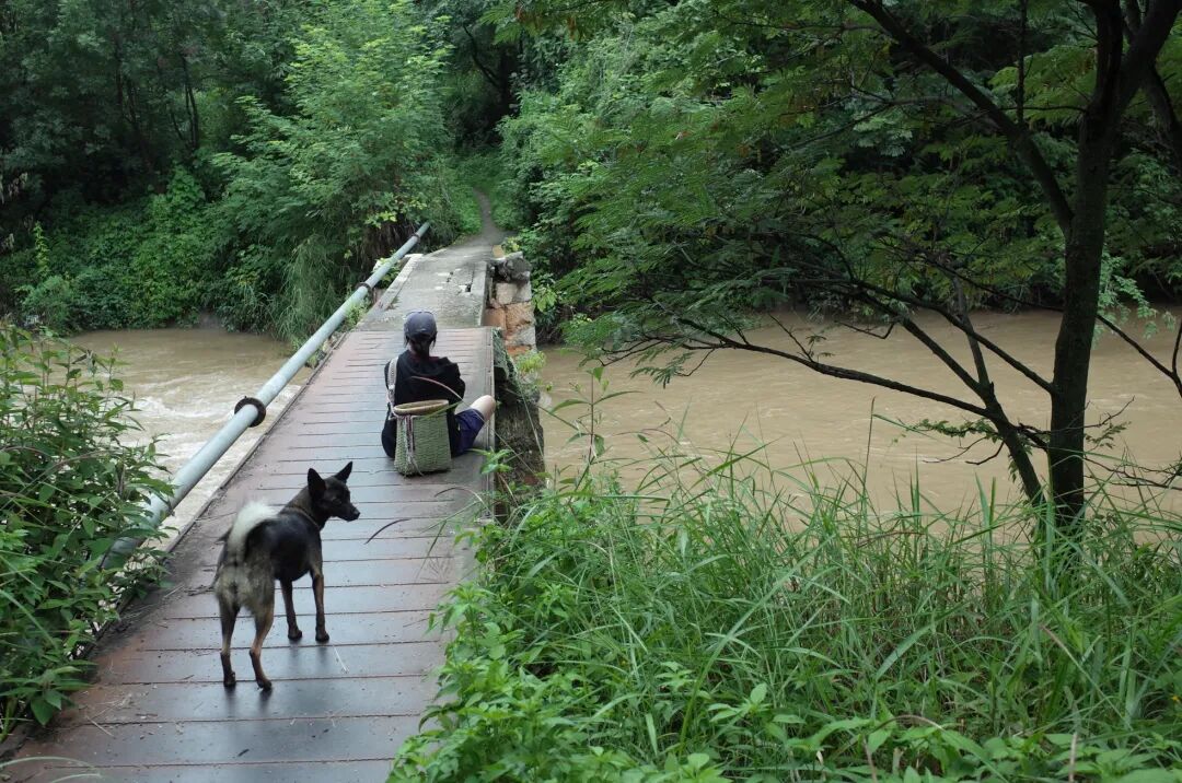 面包车旅行 | 乡村树林和植物的采集·野餐