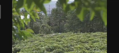 （4月-11月）採茶炒茶| 溪畔的茶園