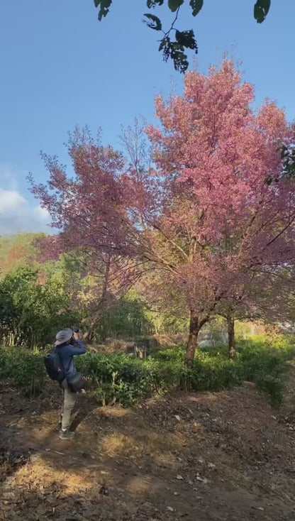 Wandern Sie zum Zhonghe-Tempel, genießen Sie eine vegetarische Mahlzeit und überqueren Sie den Zhonghe Grand Canyon (mittlere Distanz)