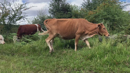 凤羽山野轻徒步｜乡村、田野和古寺
