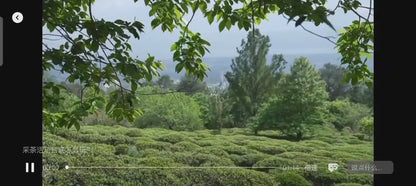 （4月-11月）採茶炒茶| 溪畔的茶園