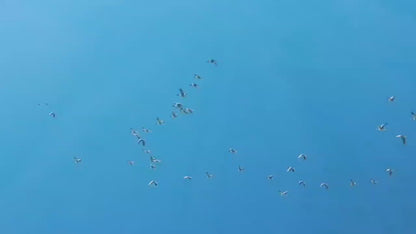 Vogelbeobachtungsausflug mit dem Boot auf dem See | Tauchen Sie tief in die Natur ein (Dienstag, Samstag)