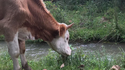凤羽山野轻徒步｜乡村、田野和古寺