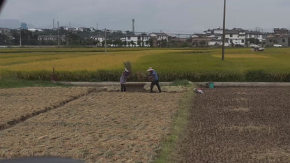 洱源鄉村之旅| 乳扇製作坊坐船鄉村漫步和田野邊的溫泉