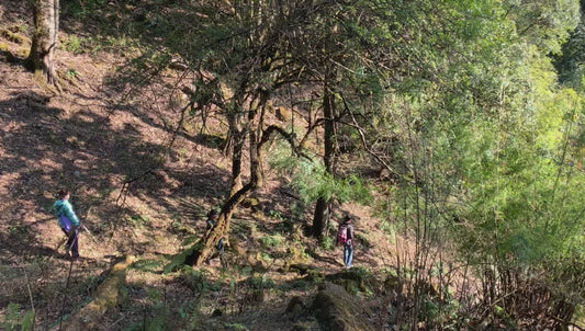 Excursion de deux jours à Xipo au printemps | La forêt d'azalées de rhododendrons en fleurs 