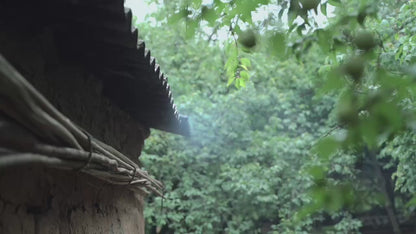 (6,7월) 산에서 매실 따기 | 청매실주 한 병 담그기