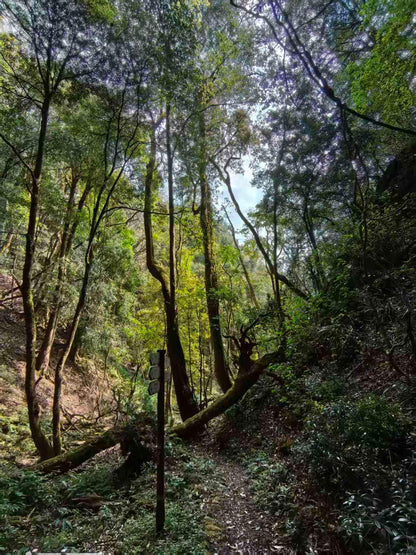 燕子的木莲花之旅