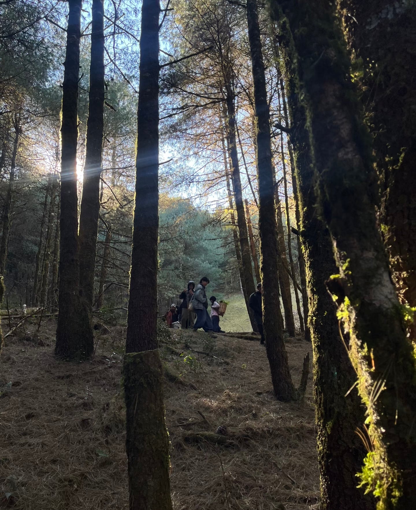 云之山脊 ｜ 徒步在大理的原始森林