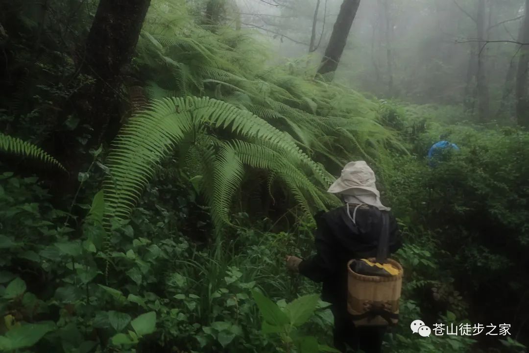 Hiking to Boluo temple and enjoy the vegan food