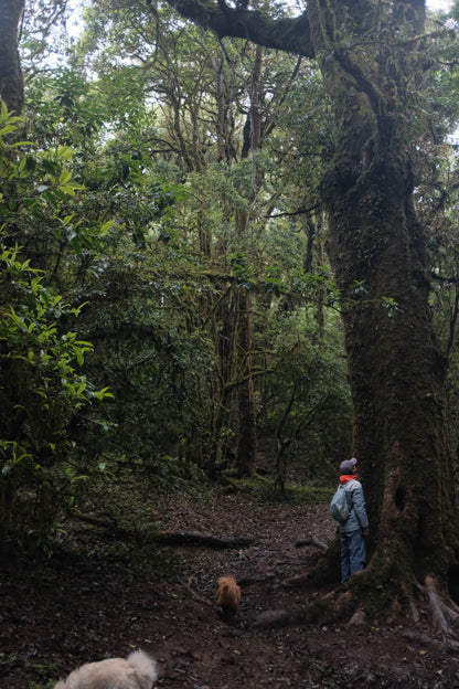 Hanhan's Ailao Mountain Forest Hike (2-day trip)