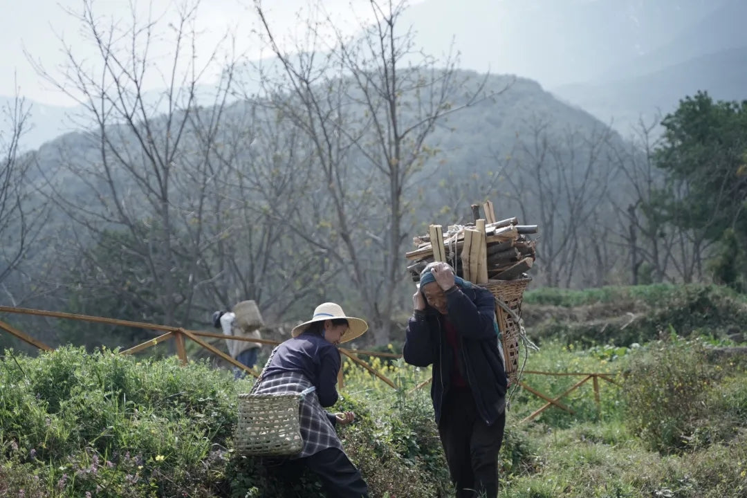 山脚散步采野菜，做天妇罗