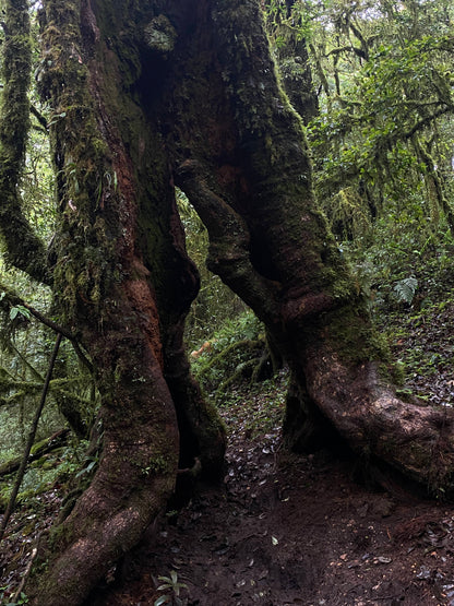 Hanhan's Ailao Mountain Forest Hike (2-day trip)