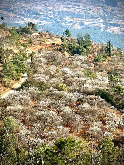 (Ende Januar bis Mitte Februar) Wandern Sie durch den Pflaumenblütenwald in den Bergen und sammeln Sie lokalen Honig von Bauern