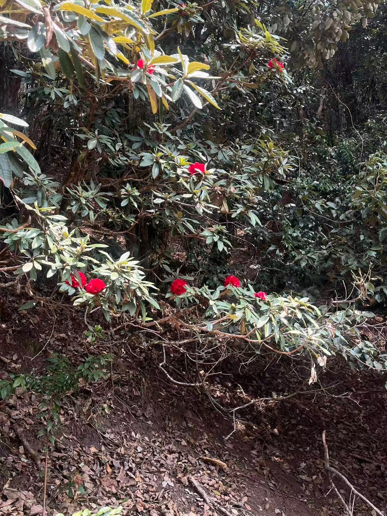 燕子的木莲花之旅