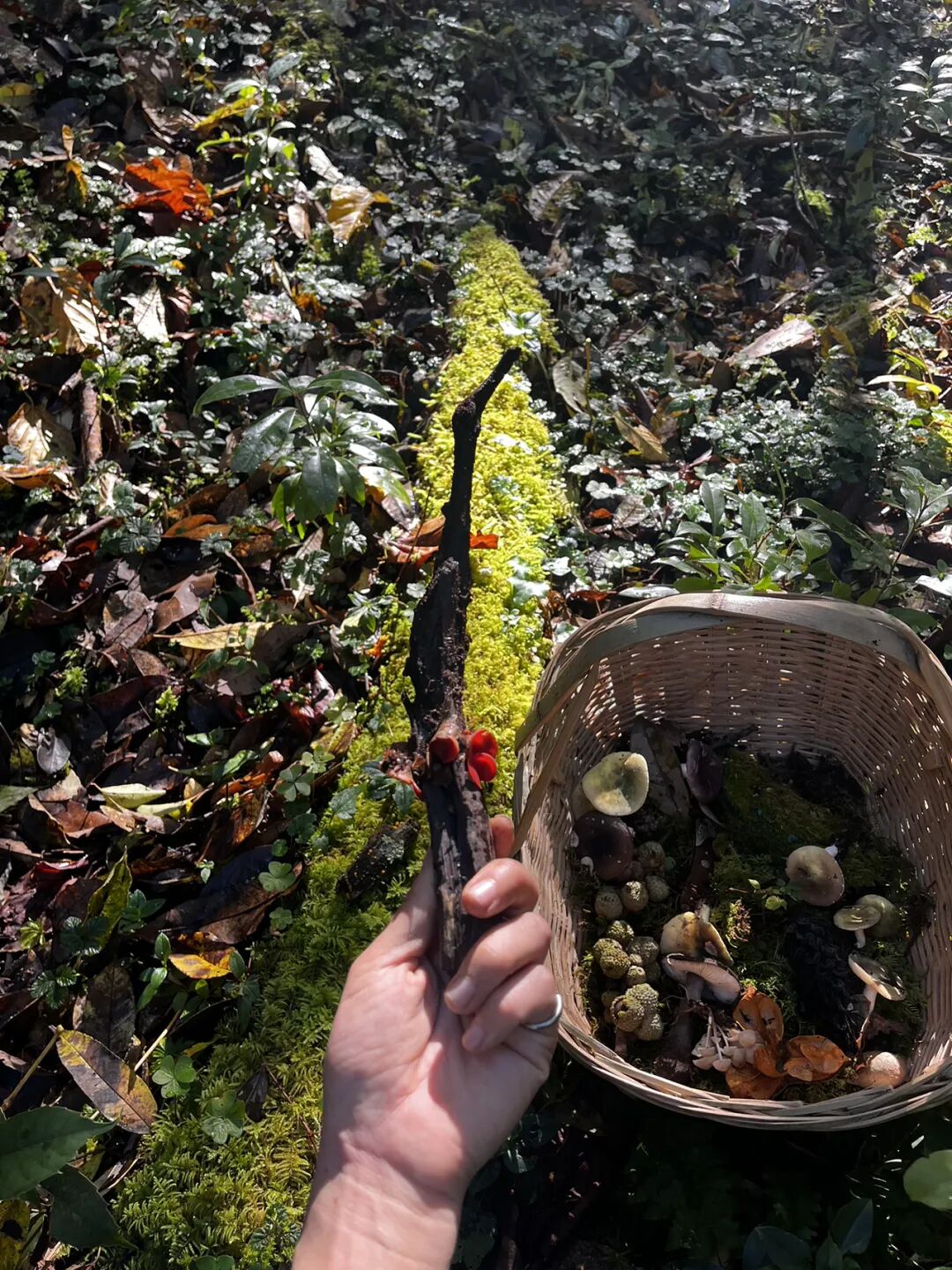 燕子的木莲花之旅