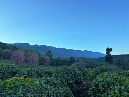 傍晚清碧溪茶园徒步 ｜下山向导红红家吃饭