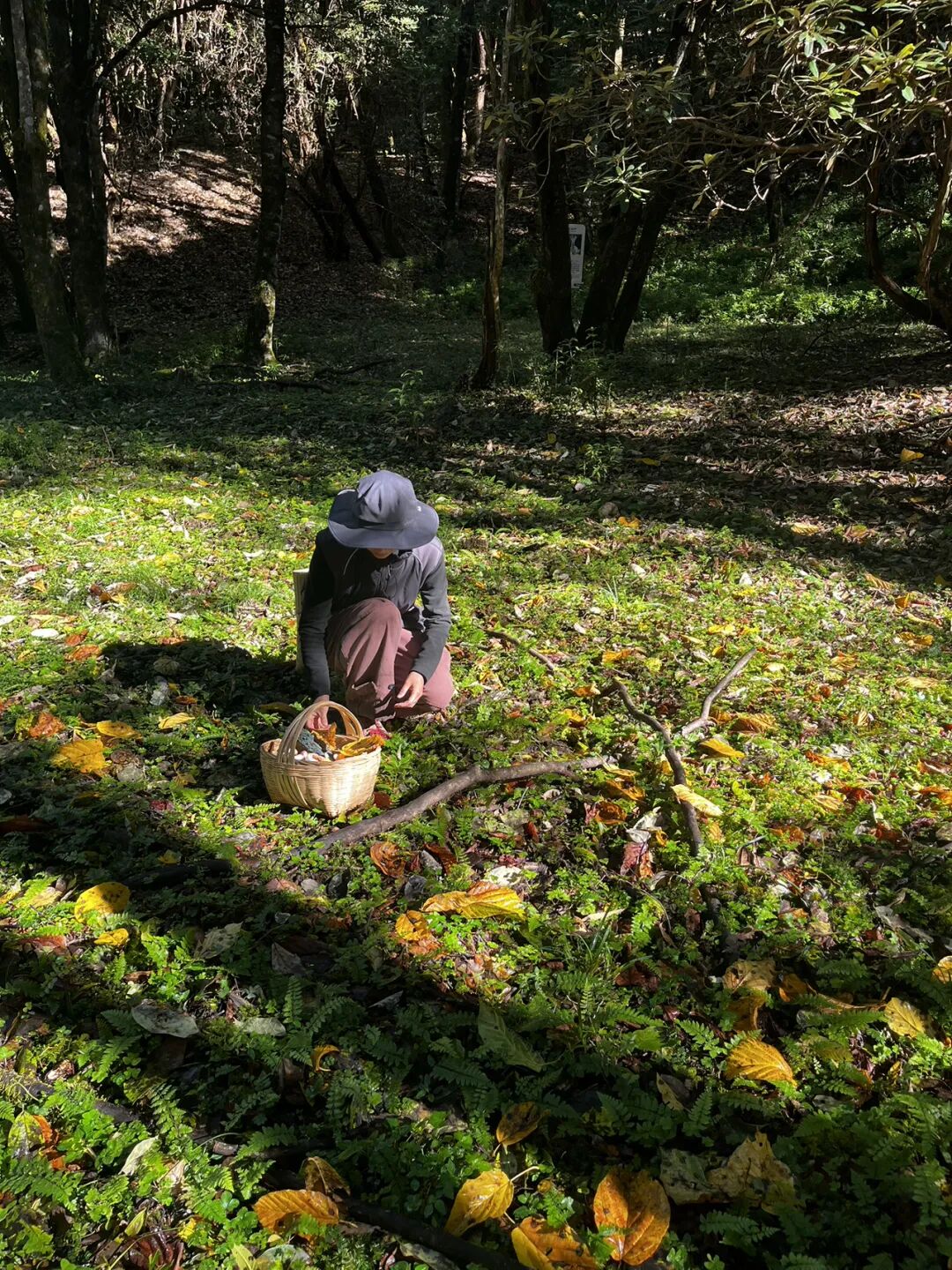 燕子的木莲花之旅