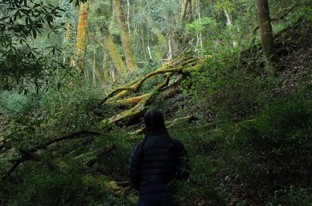 燕子的木莲花之旅