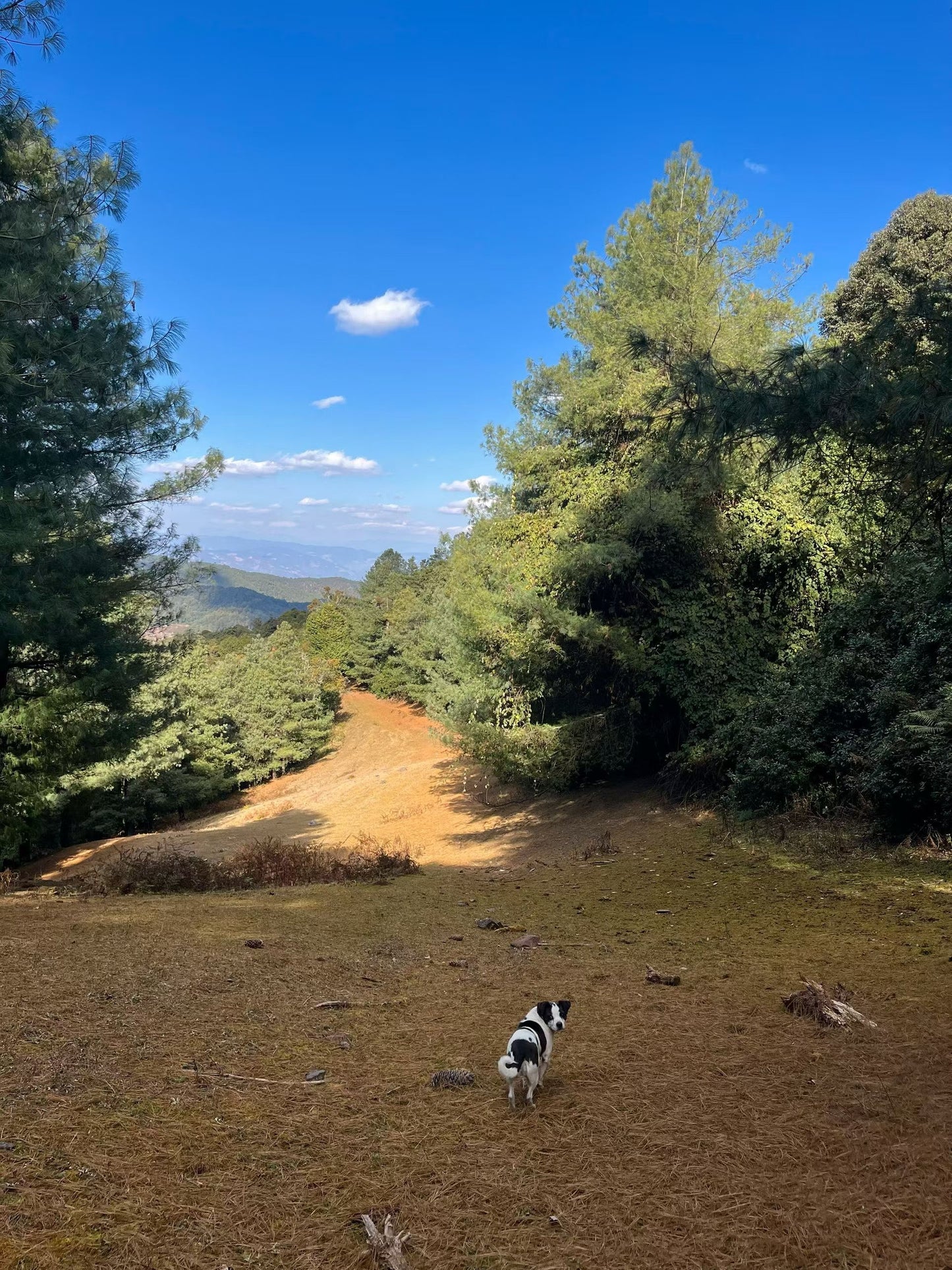 云之山脊 ｜ 徒步在大理的原始森林