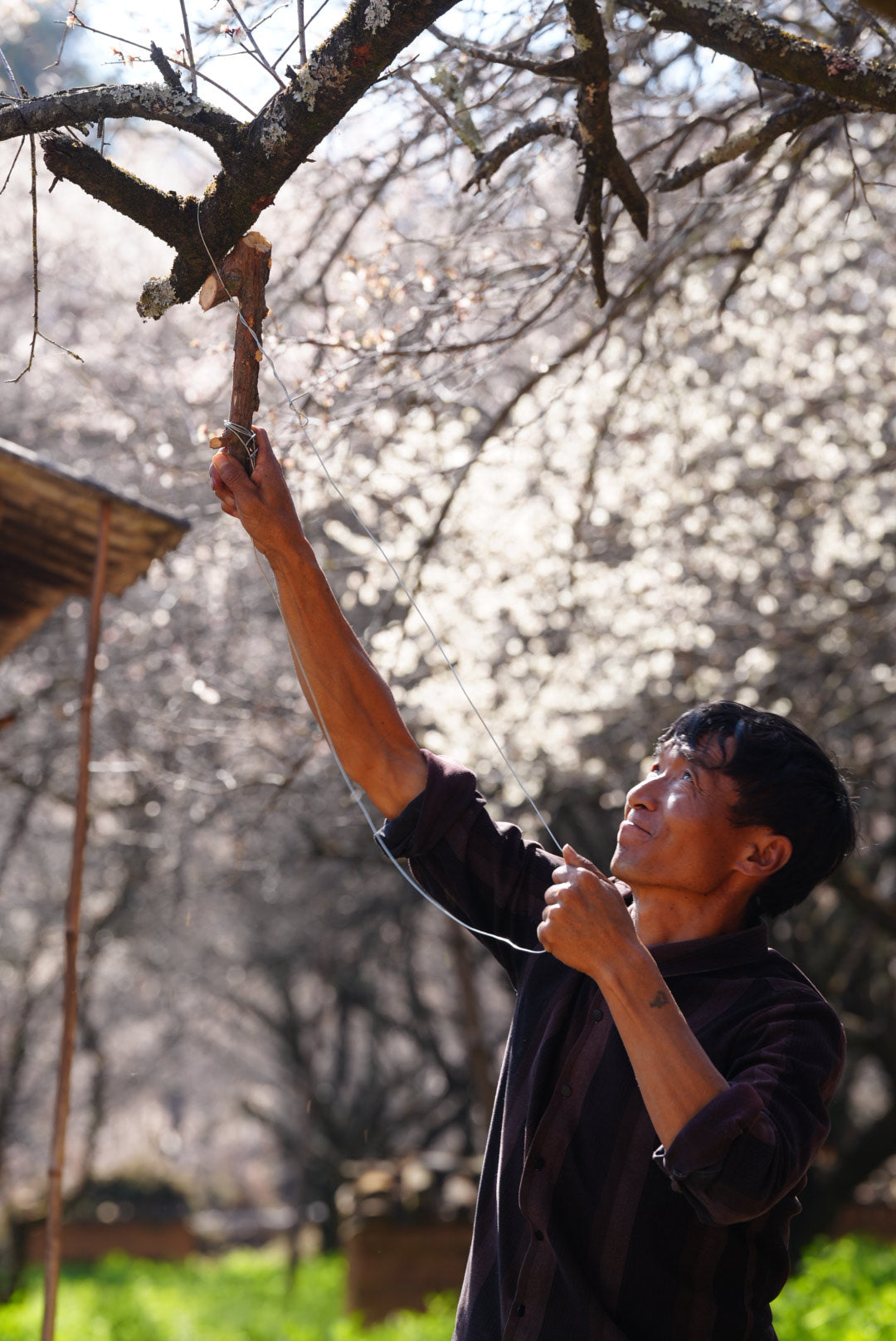 Nhà Maoge ở làng Songhe