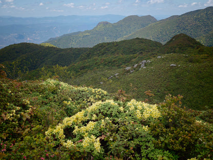 Hanhan's Ailao Mountain Forest Hike (2-day trip)