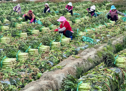 Đạp xe ở Xizhou | Khám phá làng mạc, cánh đồng và hồ Erhai cùng Randy