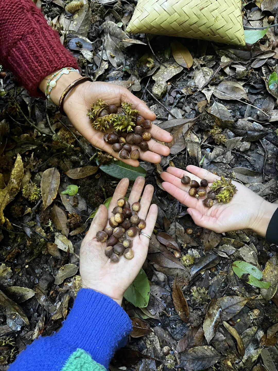 燕子的木莲花之旅