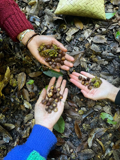 燕子的木莲花之旅