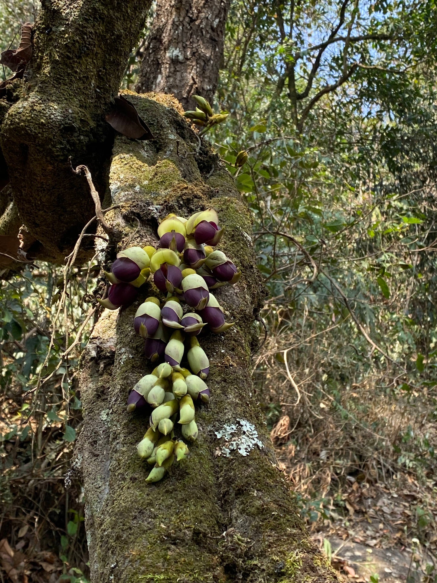 怒江2日旅行｜咖啡晒场 南部边境 温泉