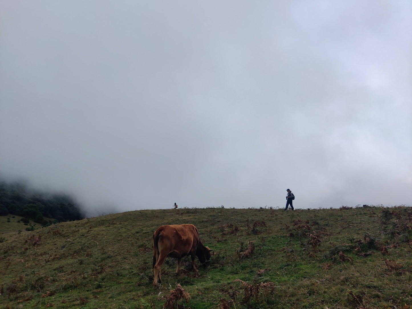 Muxiangping｜Caminata ligera por la pradera alpina