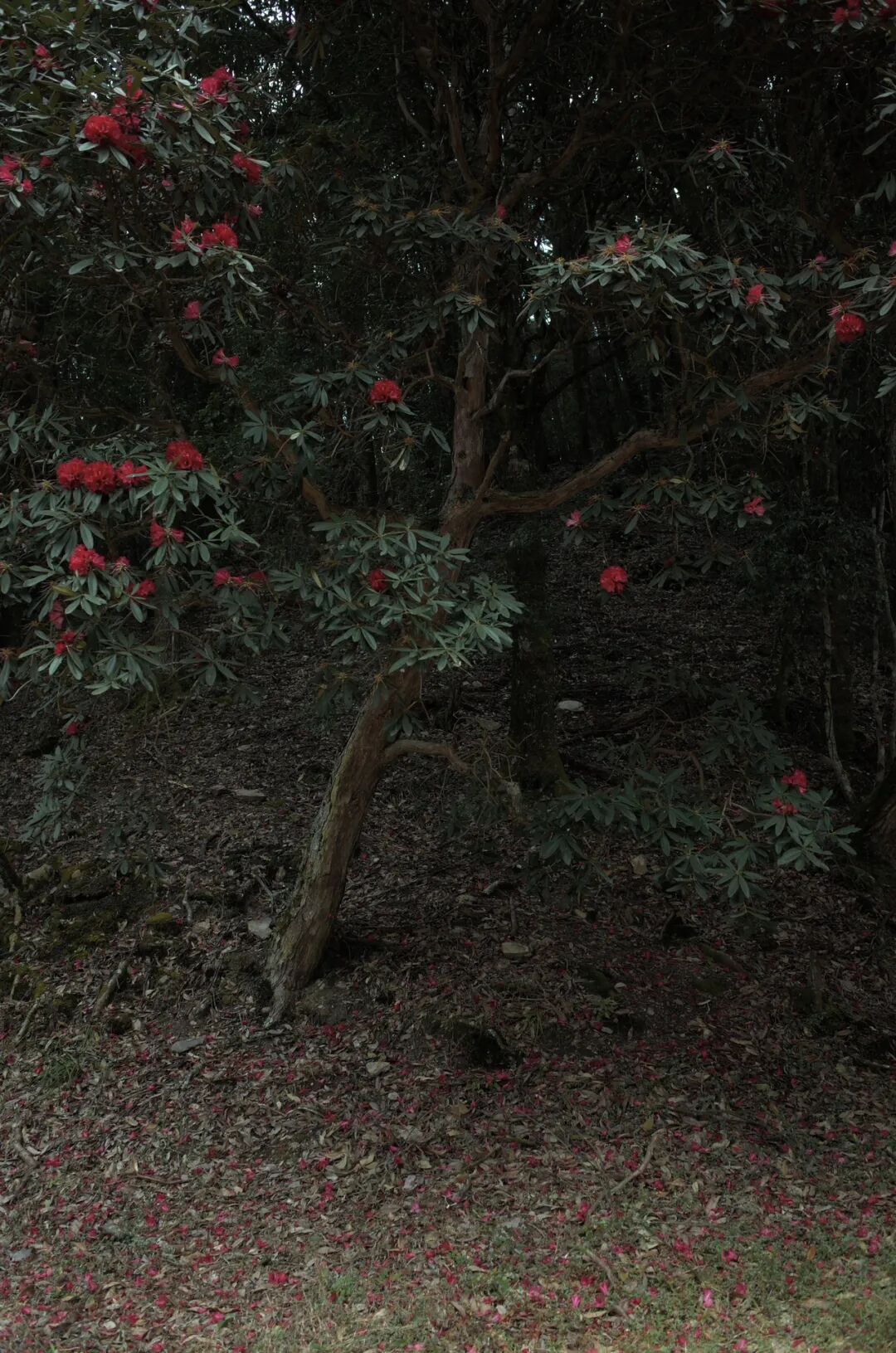 燕子的木莲花之旅