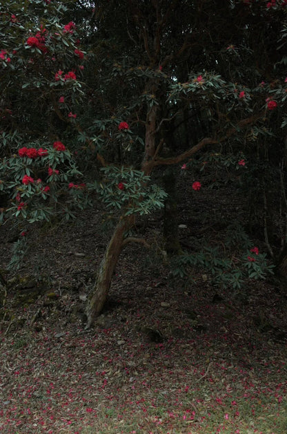 燕子的木莲花之旅