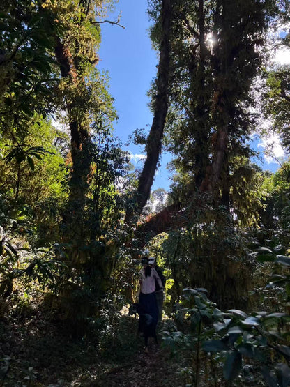 云之山脊 ｜ 徒步在大理的原始森林