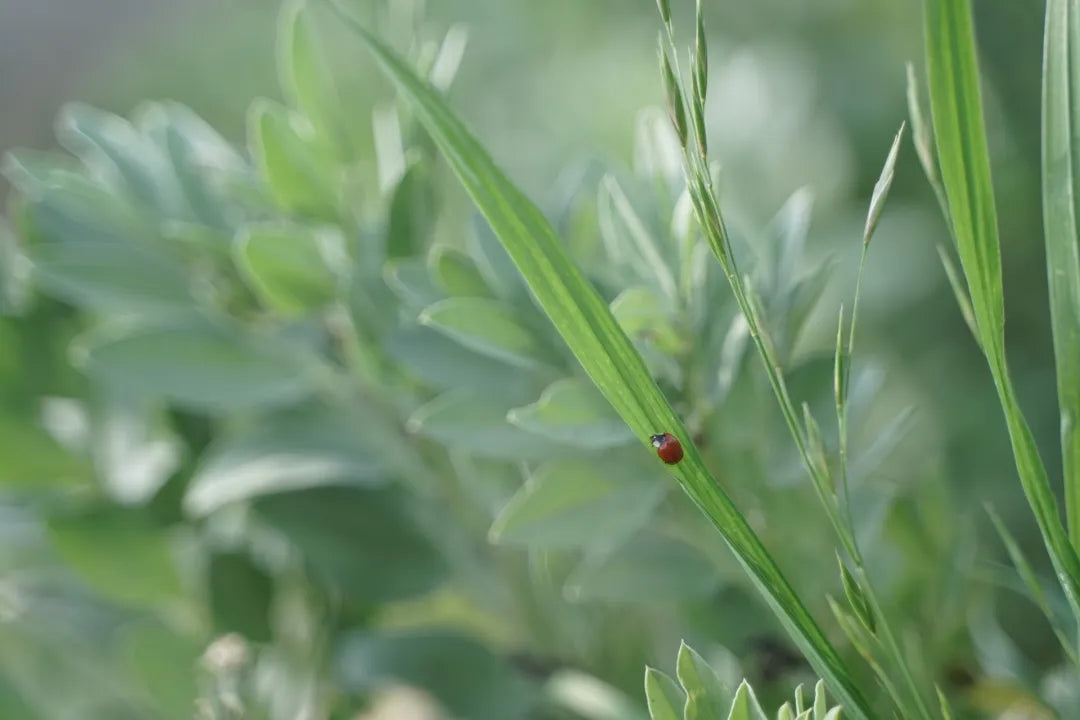 山脚散步采野菜，做天妇罗