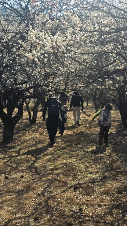 （1 月末-2 月中旬）徒步山裡的梅花林農家採割土蜂蜜