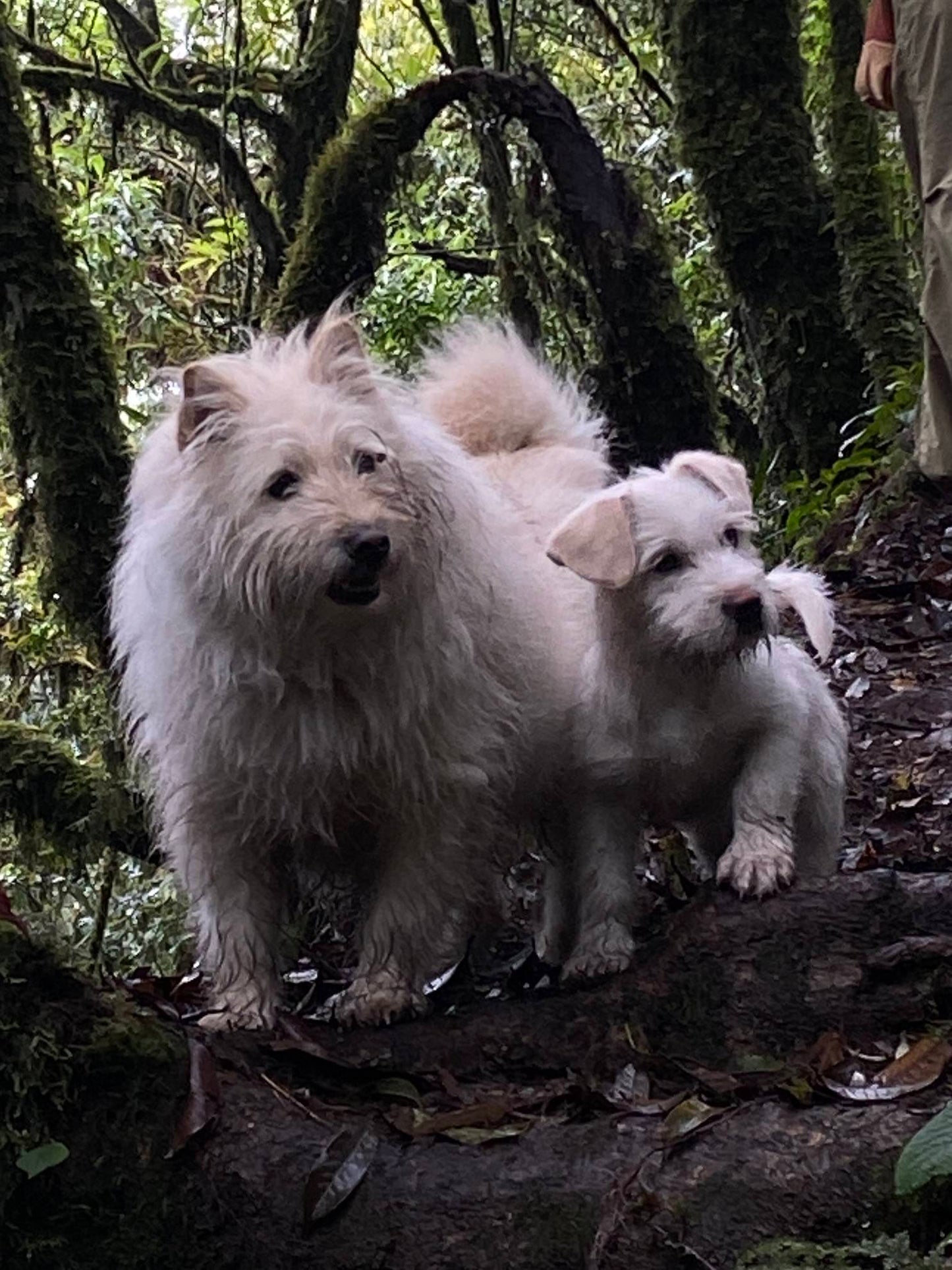Hanhan's Ailao Mountain Forest Hike (2-day trip)