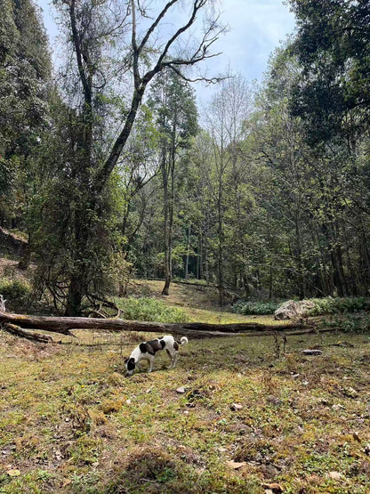 燕子的木莲花之旅