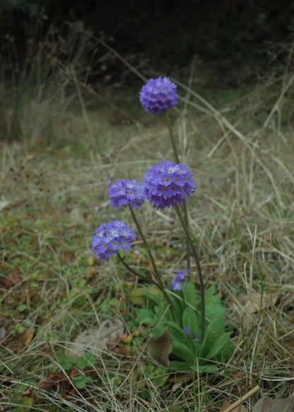 燕子的木莲花之旅