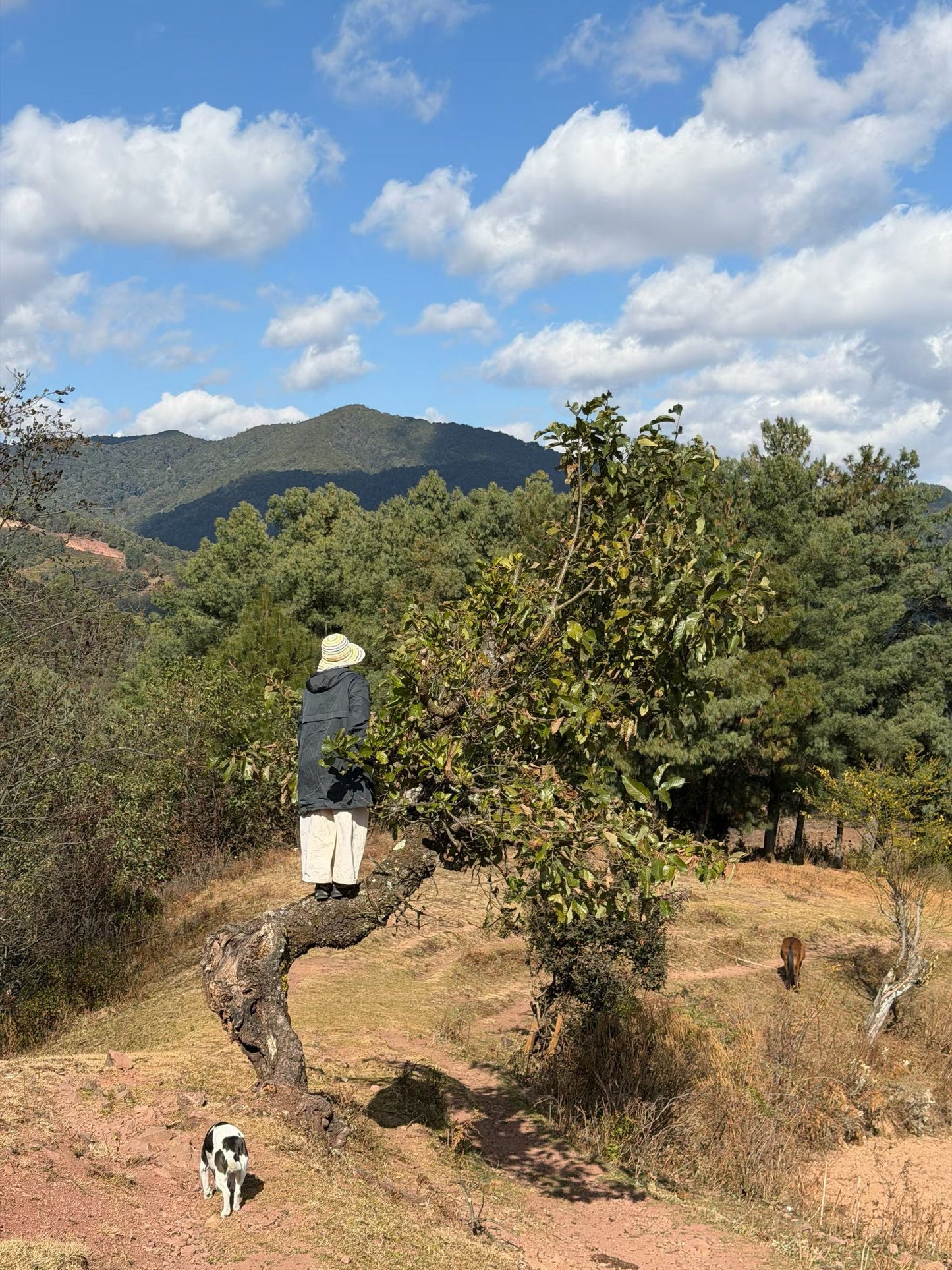 云之山脊 ｜ 徒步在大理的原始森林