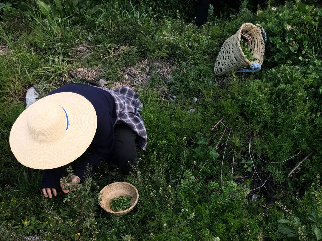 山脚散步采野菜，做天妇罗