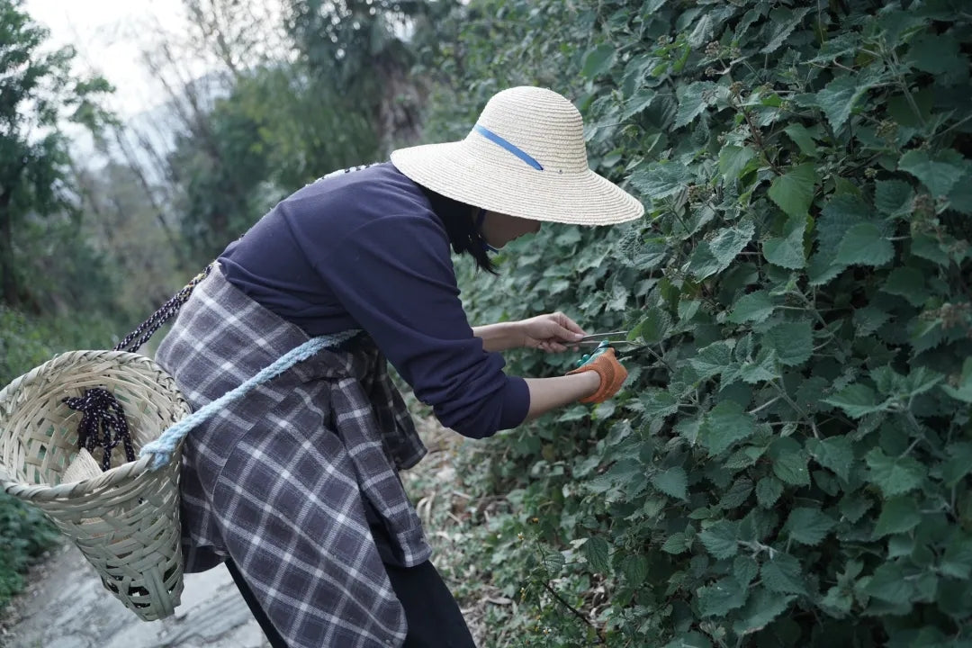 山脚散步采野菜，做天妇罗