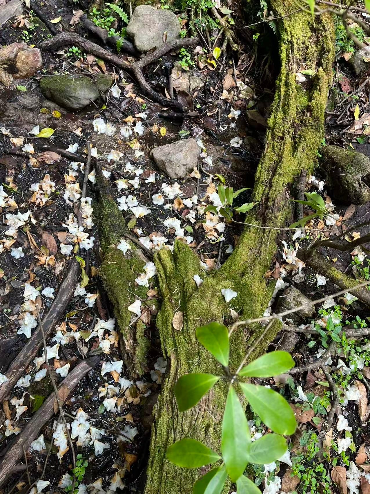 燕子的木莲花之旅